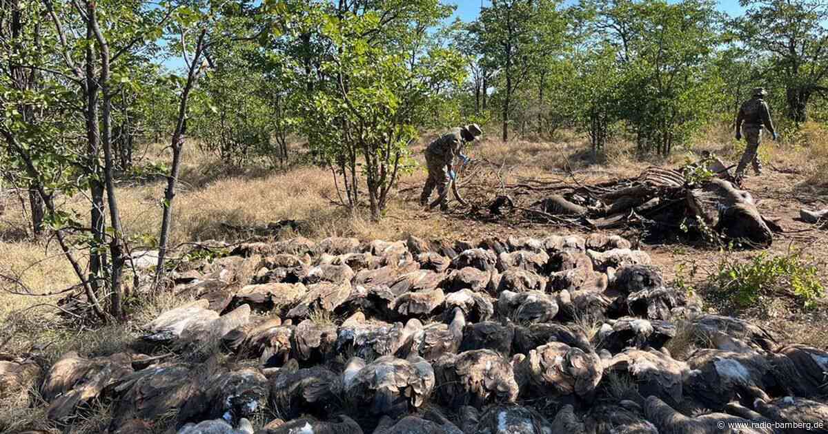 Geier-Vergiftungsfall im südlichen Afrika: 123 Tiere getötet