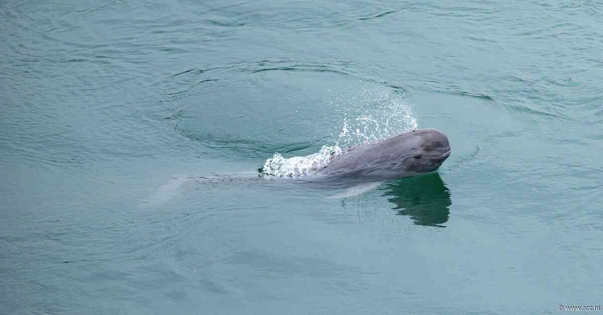 Bruinvissen tellen in de Yangtze met dank aan oude Chinese poëzie