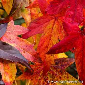 Studio AanZet - Workshop met herfstbladeren  (volwassenen)