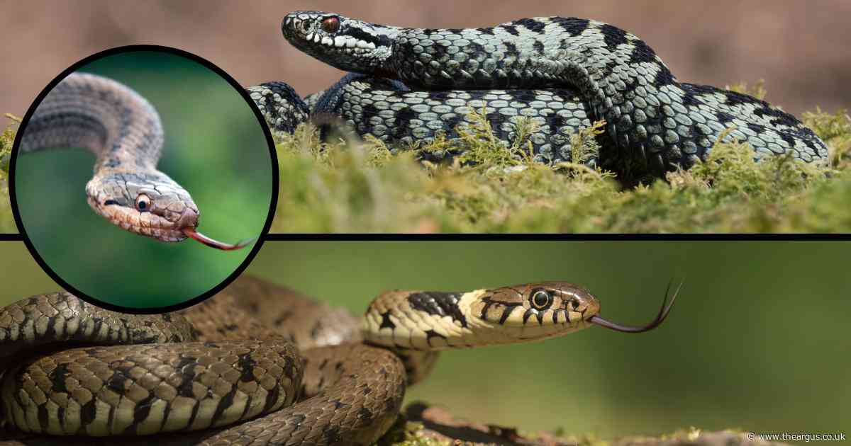 Where to find snakes in the UK including the venomous Adder and rare Smooth Snake