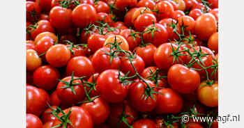 Marokko haalt Spanje in bij tomatenexport