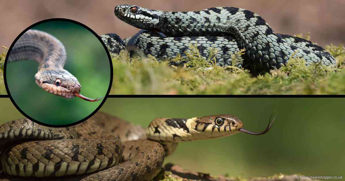 Where to find snakes in the UK including the venomous Adder and rare Smooth Snake