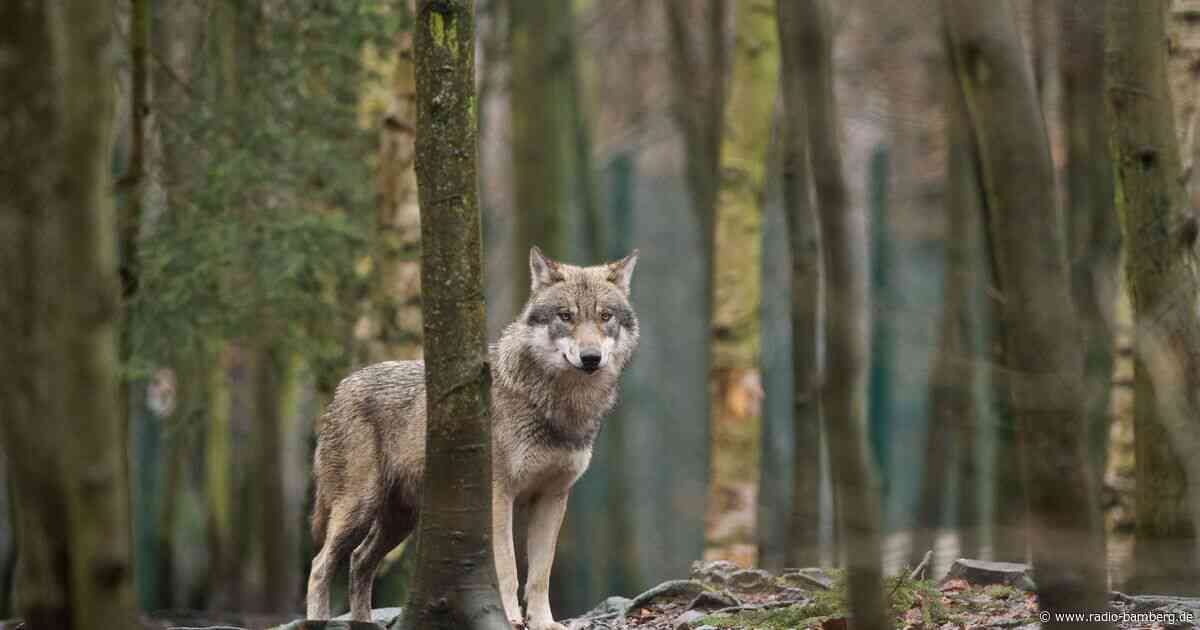 EU-Parlament macht Weg für mehr Wolf-Abschüsse frei