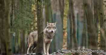 EU-Parlament macht Weg für mehr Wolf-Abschüsse frei