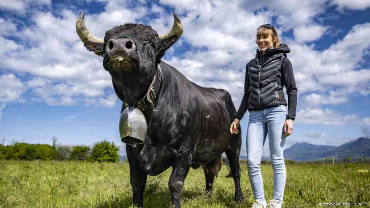 Wettkampf um Titel "Königin der Königinnen"