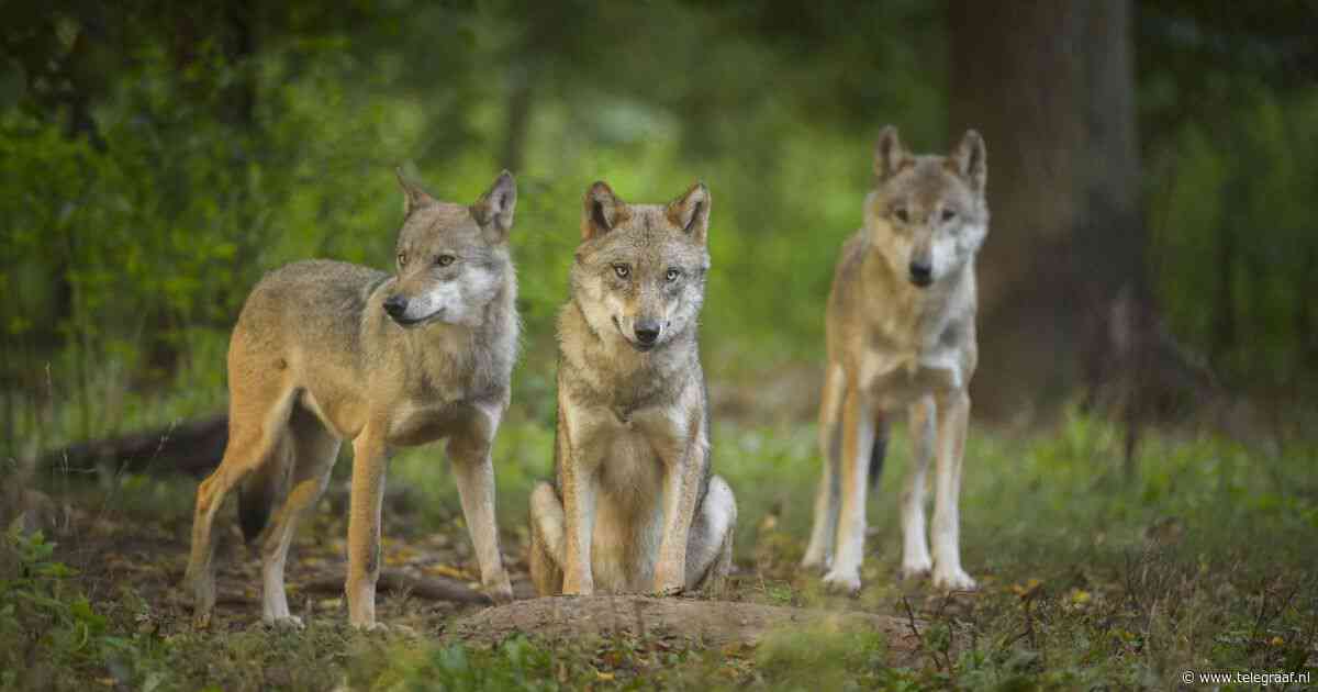 Europees Parlement stemt in met lagere beschermingsstatus wolf: ’Broodnodig’