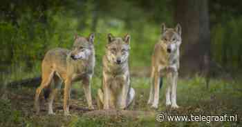 Europees Parlement stemt in met lagere beschermingsstatus wolf: ’Broodnodig’