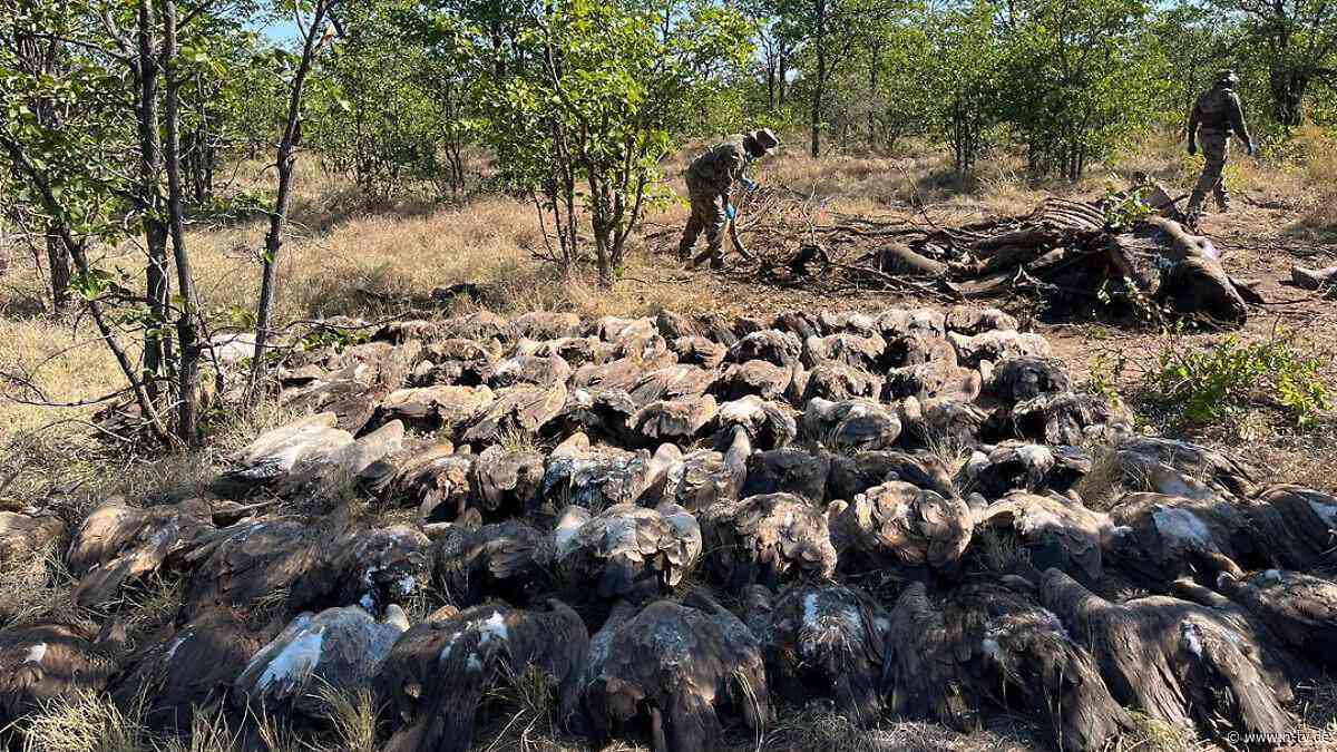 123 tote Vögel: Wilderer vergiften massenhaft Geier