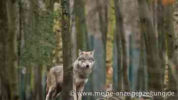 EU-Parlament macht Weg für mehr Wolf-Abschüsse frei