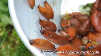 Hausmittel gegen Schnecken im Garten: Was hilft jetzt den Pflanzen?