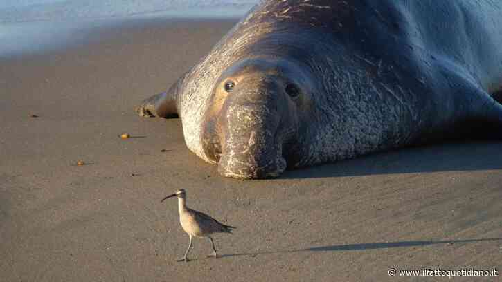 Accoltella un cucciolo di elefante marino sulla spiaggia e se ne va, l’appello della polizia: “Aiutateci a capire chi è stato e perché l’ha fatto”