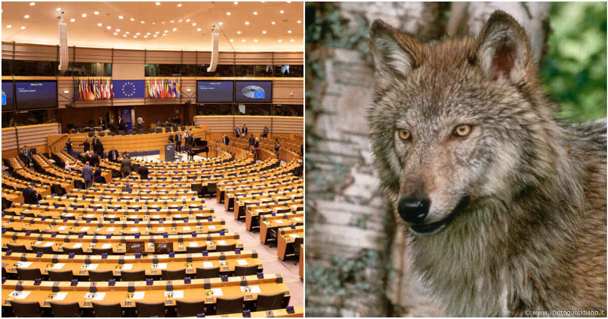Il lupo è meno protetto, il Parlamento Ue vota a favore della caccia: “Autogol clamoroso”. Cosa succede ora
