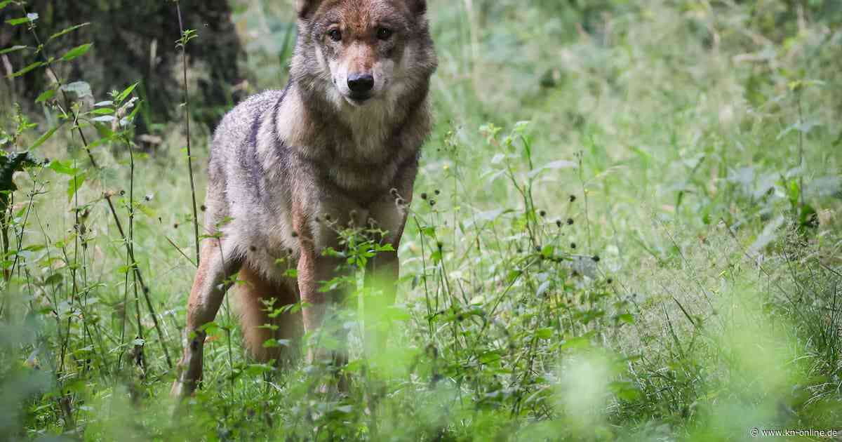 Showdown um den Wolf: EU-Parlament stimmt für Abschwächung des Schutzes