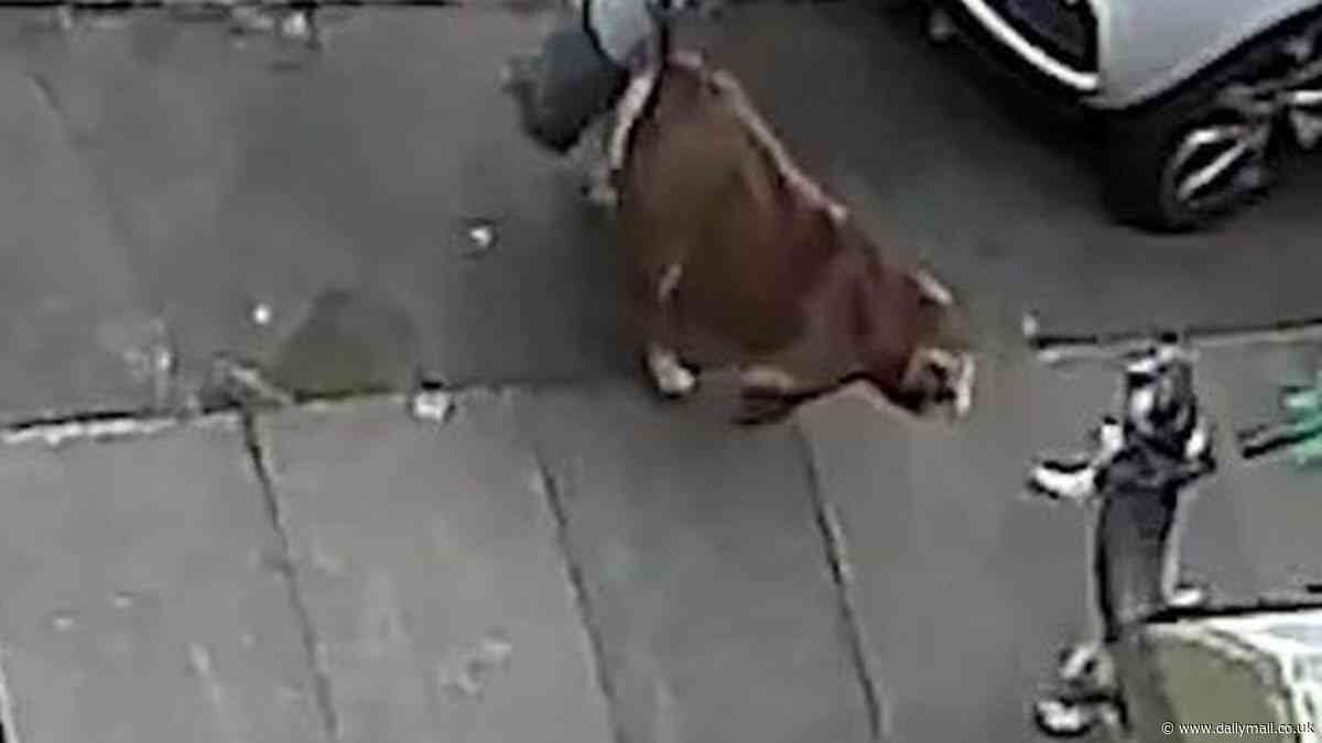 Horrifying moment child's therapy dog is mauled to death by 'pocket bully' in brutal street attack