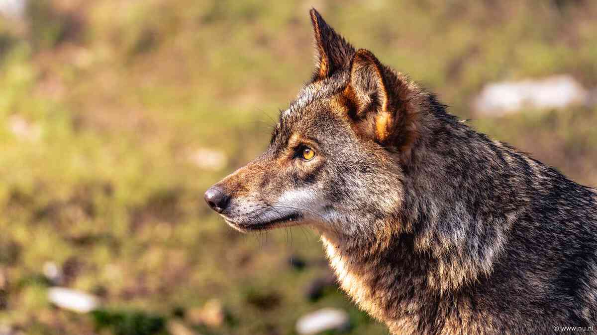 Beschermde status van wolf wordt verlaagd in EU: afschieten stapje dichterbij