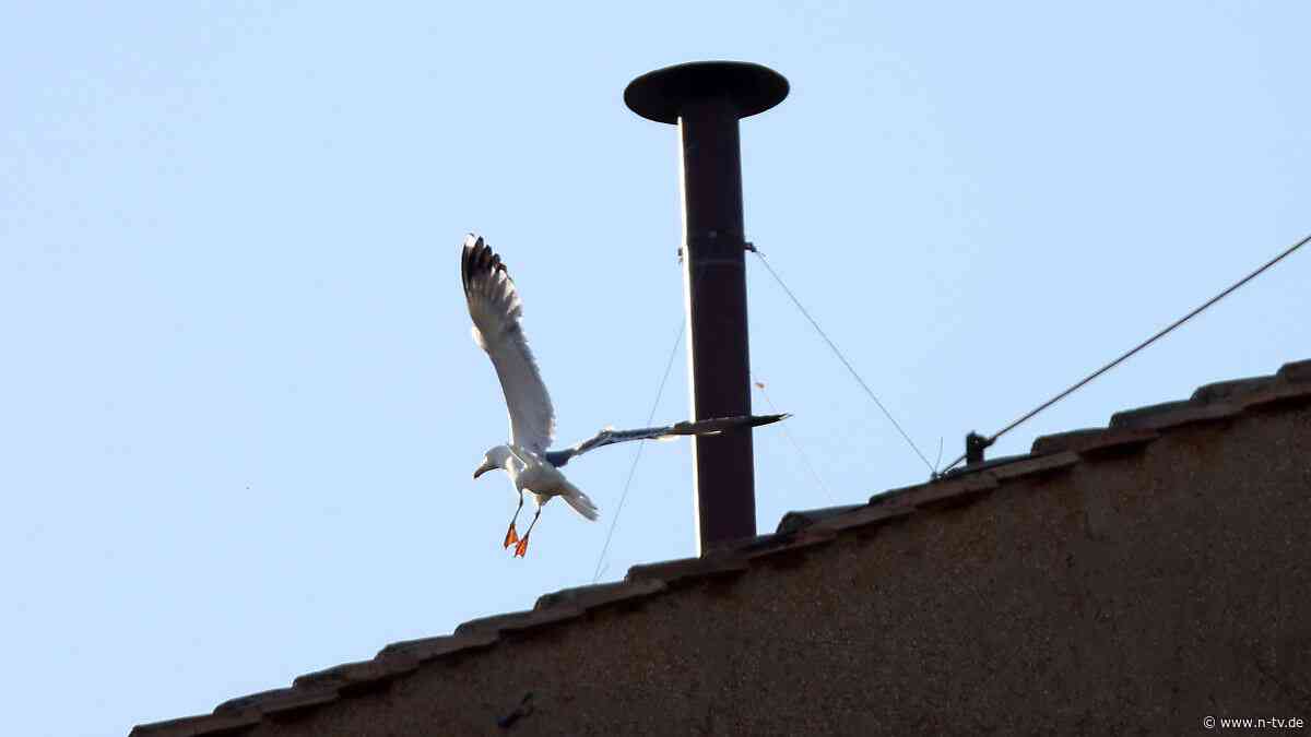Seevögel statt weißer Rauch: Konklave verhilft Möwen von Rom zu neuem Ruhm