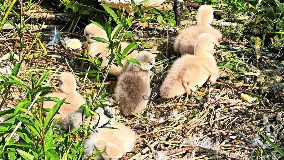 Schwäne  in Nagold: Sieben auf einen Streich