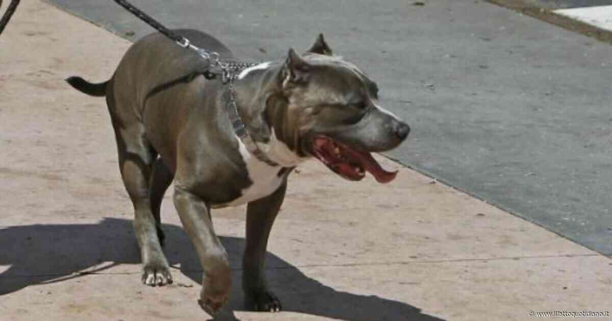 Scontro tra bande a Torino, aizzano un pitbull che azzanna in volto un sedicenne