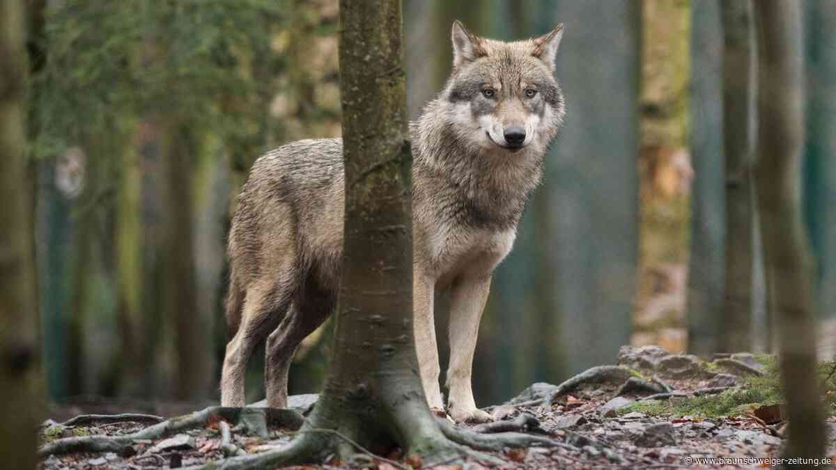 EU-Parlament macht Weg für mehr Wolf-Abschüsse frei
