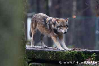 Beschermingsstatus van de wolf wordt verlaagd: EU-landen krijgen meer ruimte om roofdier te doden