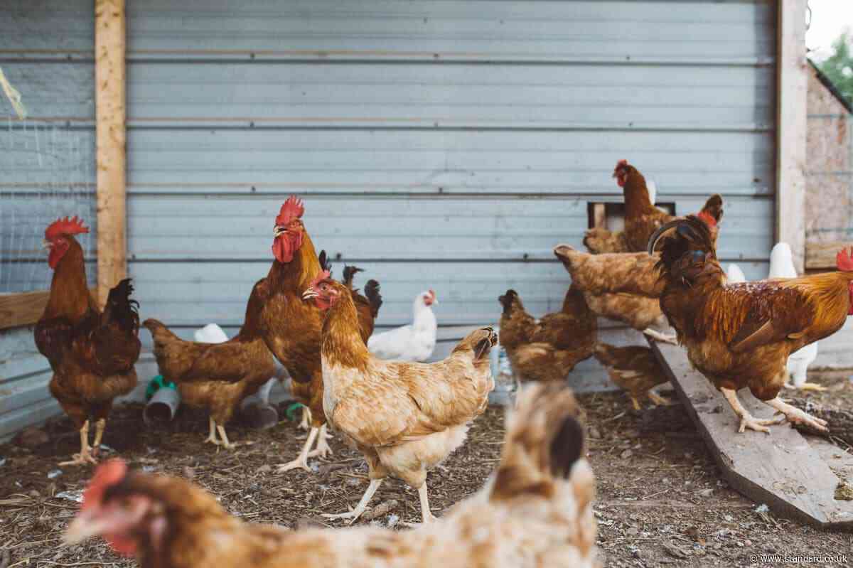 What is chlorinated chicken as fears grow over US-UK trade deal?