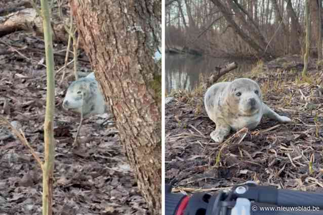 Natuurfotograaf Patrik vindt baby zeehond midden in Zweeds bos: “Ik dacht eerst dat het een steen was”