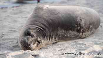 Baby seal 'stabbed several times' as police launch manhunt for suspect