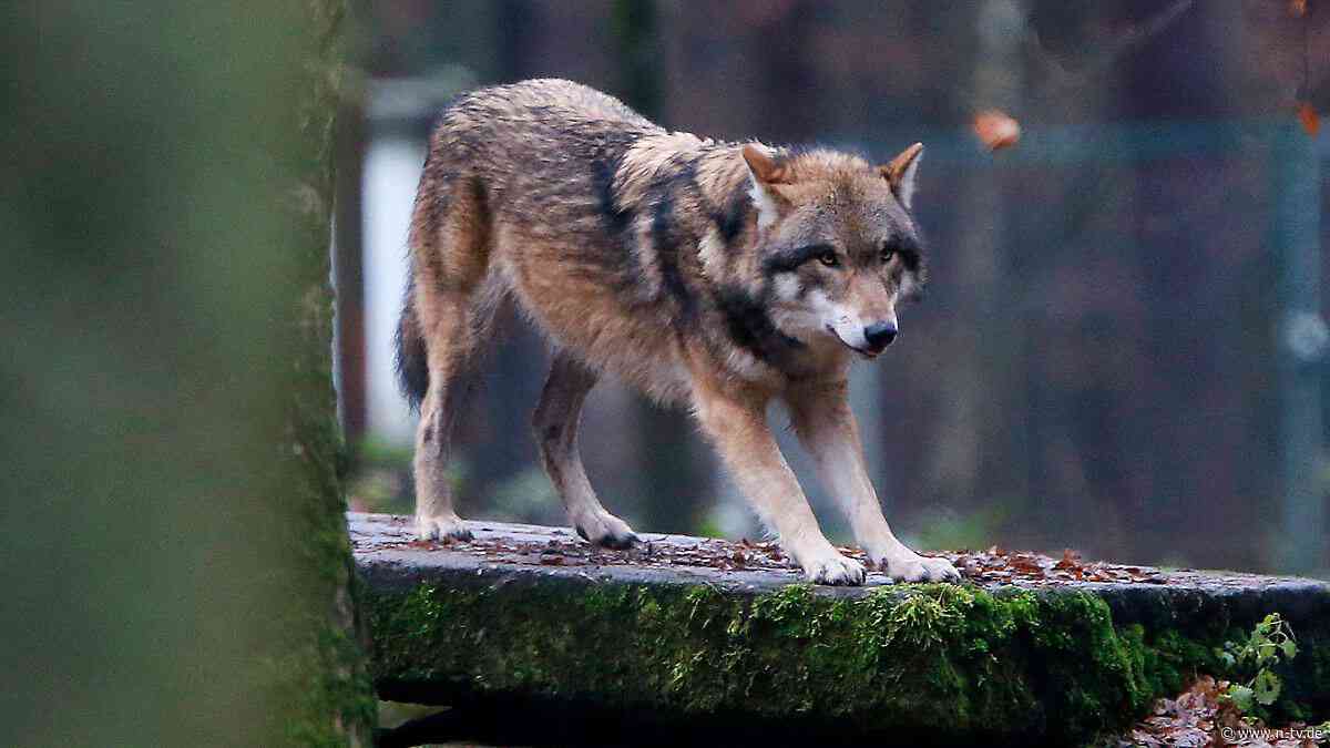 Schutzstatus abgesenkt: EU-Parlament erlaubt mehr Wolf-Abschüsse