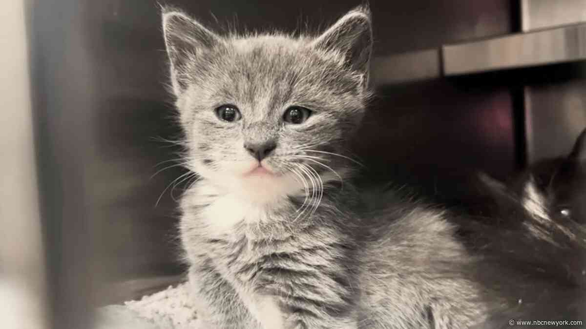 Alleged Long Island hoarder charged after 2 dozen dead cats are found in freezer