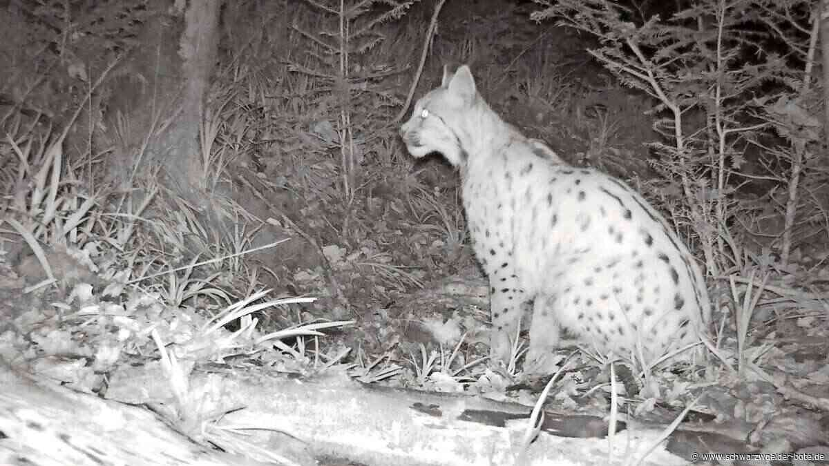 Er  trägt jetzt einen Sender: Wilder Luchs bei Pforzheim gefangen