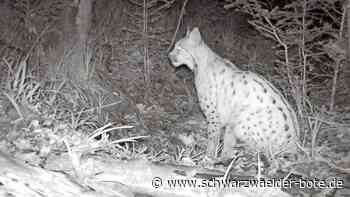 Er  trägt jetzt einen Sender: Wilder Luchs bei Pforzheim gefangen
