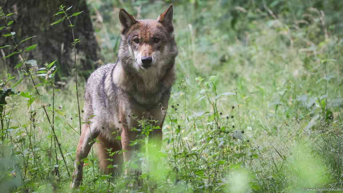 EU-Parlament stimmt für leichteren Abschuss von Wölfen