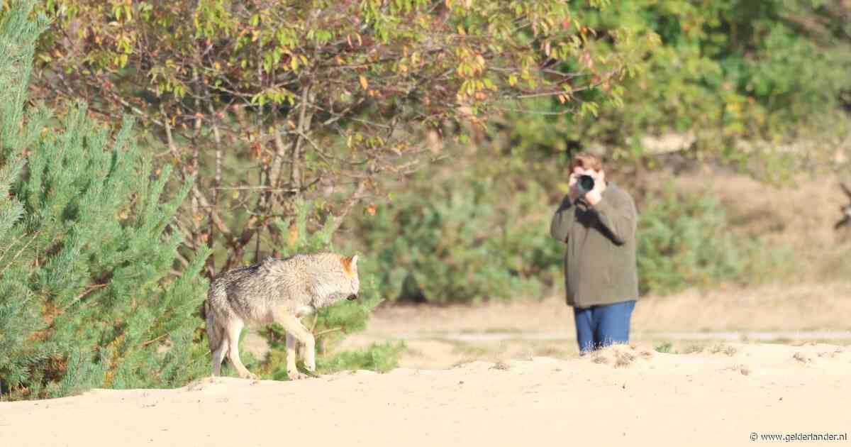 ‘Probleemwolf die hardloopster beet zocht in 2022 ook al mensen op’