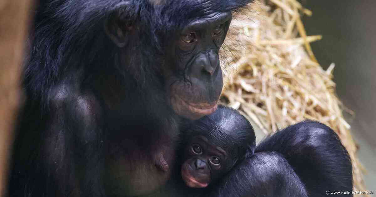 Bonobo-Baby im Kölner Zoo geboren