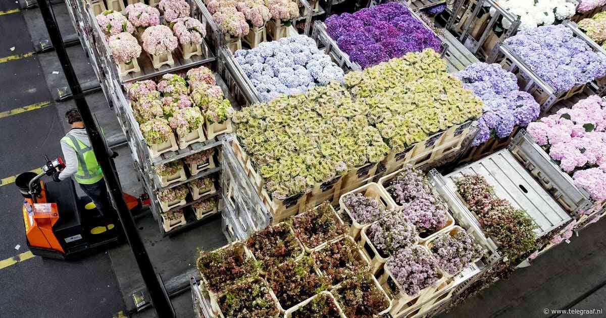Moederdagverkoop bloemen ongehinderd door milieukritiek