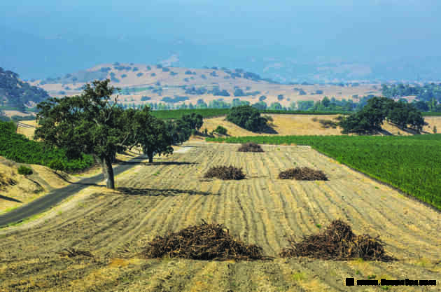 California shakedown: The wine glut taxing California's wine scene