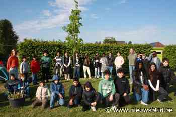 Exact 80 jaar na einde Tweede Wereldoorlog planten 16 scholen vredesboom: “Symbool van hoop en verbondenheid”