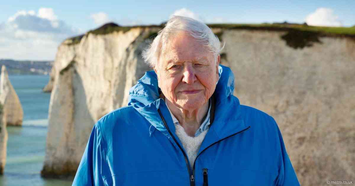 The heartbreaking moment in David Attenborough’s Ocean that will haunt me forever