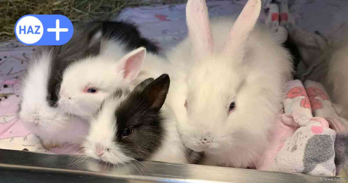 Kleine Kaninchen an See ausgesetzt: Tierheim Hannover sucht Zeugen