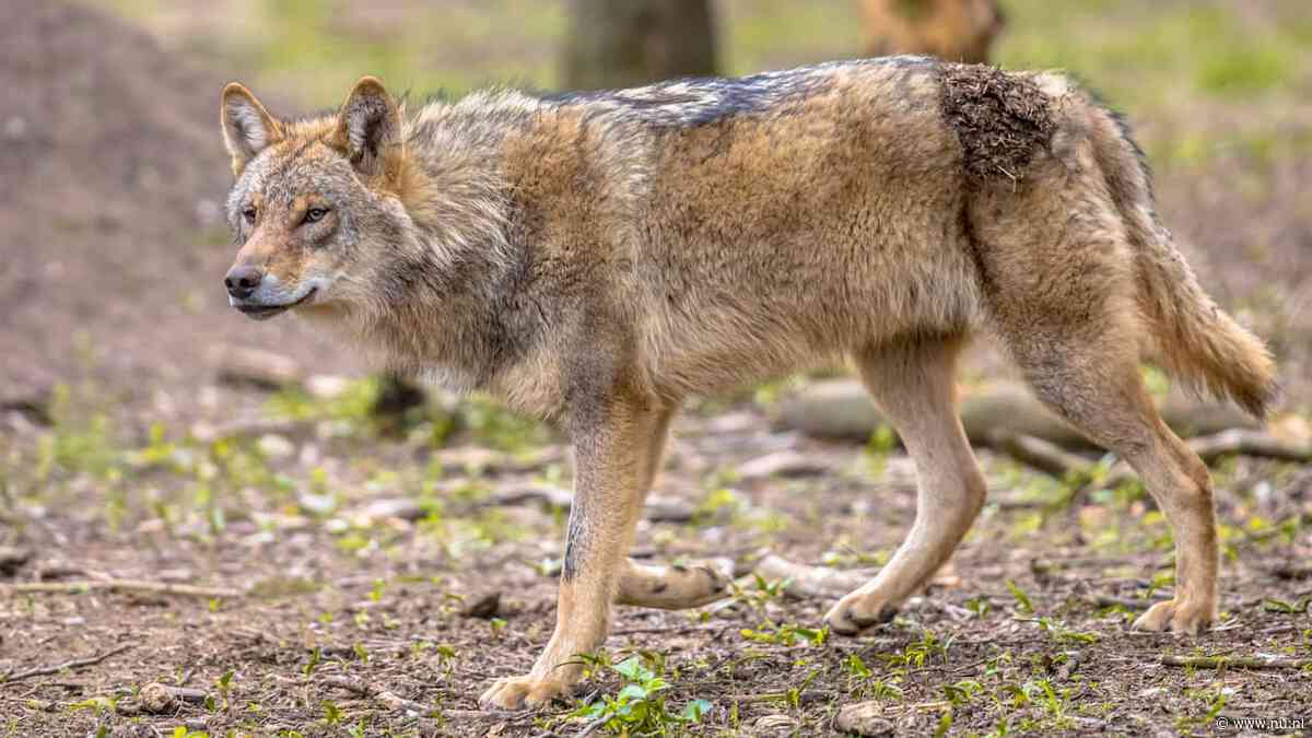 Veehouders hebben vooralsnog niks aan verminderde bescherming wolf