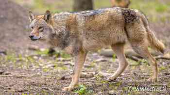 Veehouders hebben vooralsnog niks aan verminderde bescherming wolf