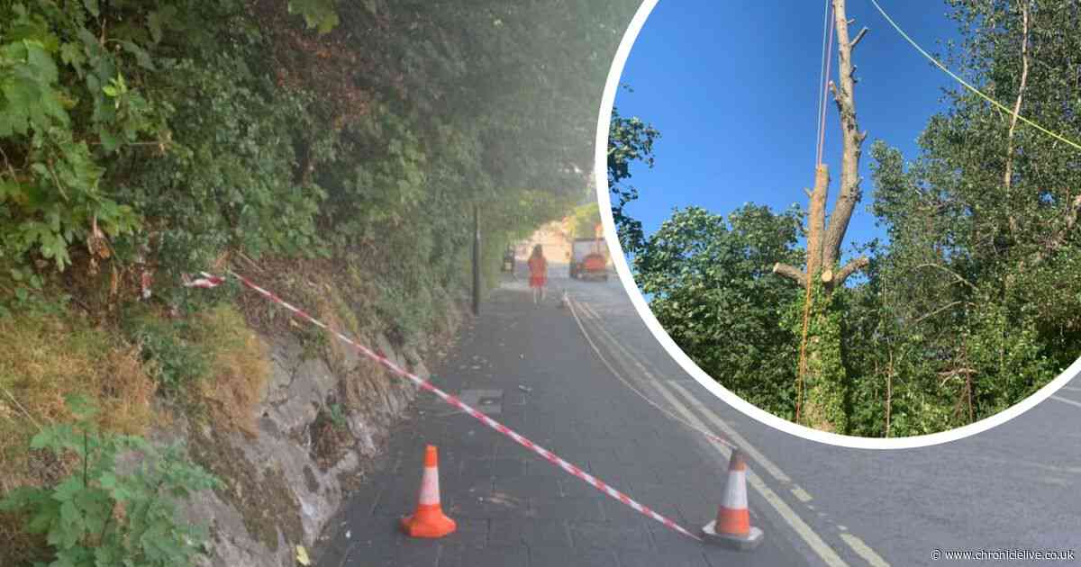 School trust fined after dog walker seriously injured by falling tree branch in Newcastle