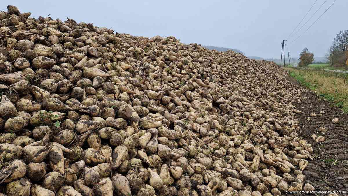 Nordzucker unter Druck: Wann erholt sich der Zuckerpreis?