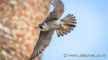 Peregrine falcons at St Albans Cathedral whose eggs were trampled by thug caught on camera defy odds to lay more - sparking joy from fans of birds' viral live stream