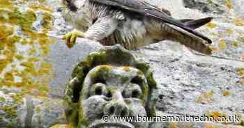 Peregrine found dead amid new case of bird flu