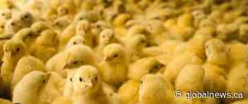 Ontario farmer accused of falsely crying foul over thousands of stolen chicks
