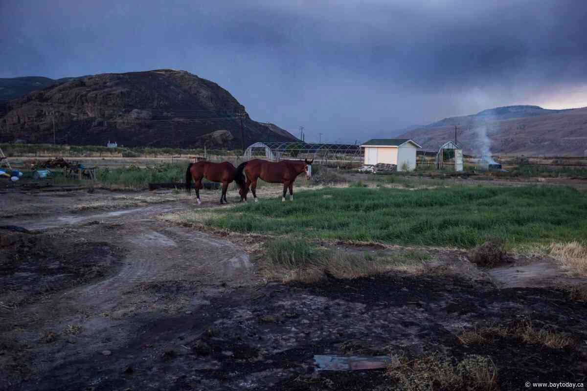 B.C. farmers asked to register animal locations ahead of fire season