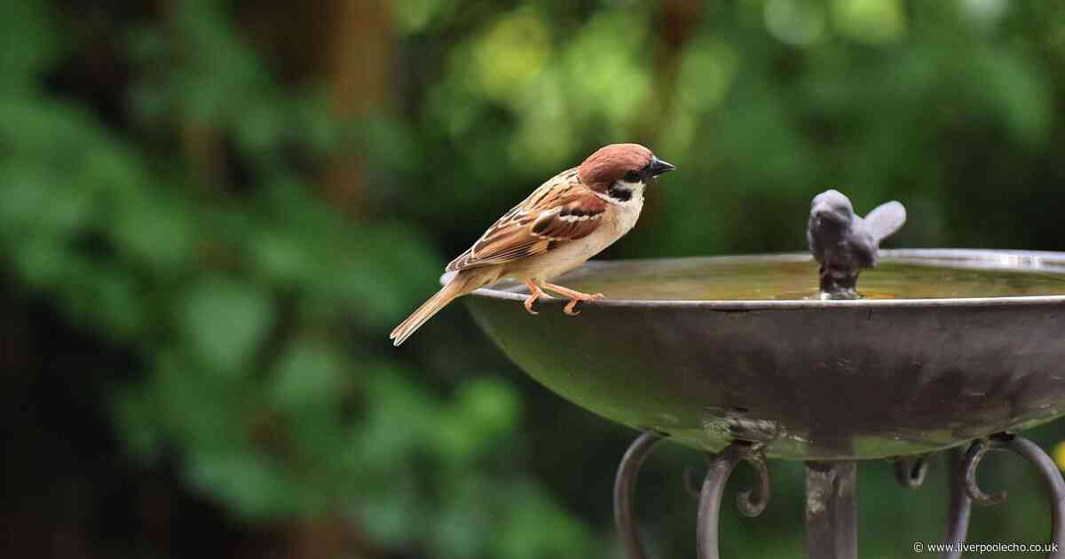 Why gardeners should put a penny in their birdbaths this month