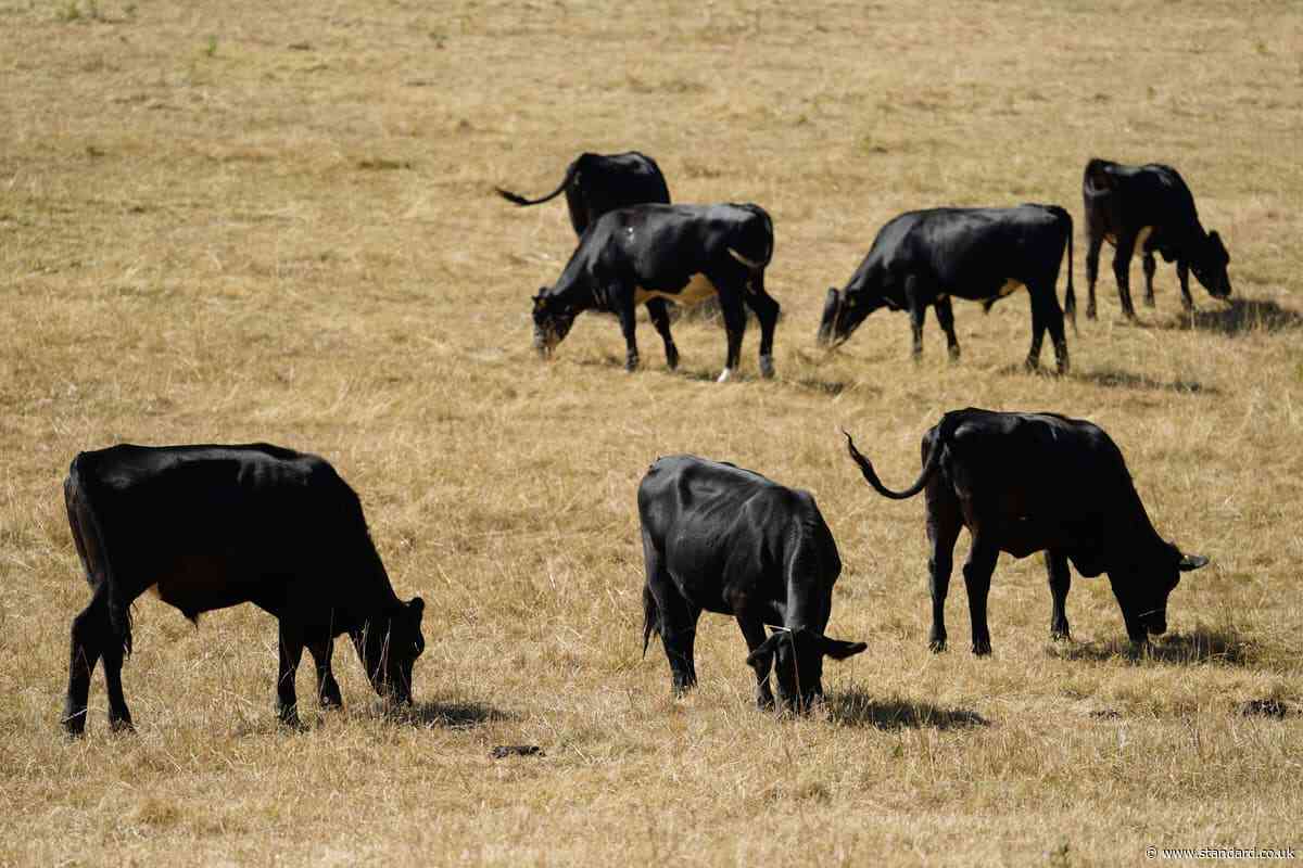 No drop in food standards, says Government as UK-US deal opens up beef trade