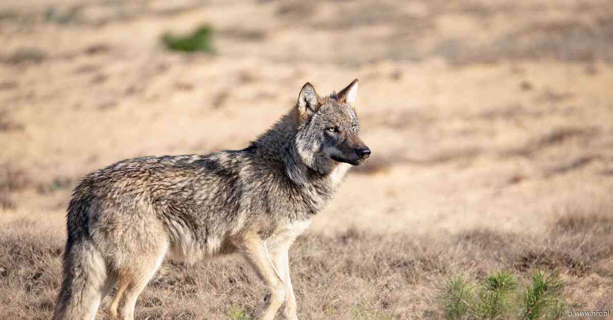 EU stemt voor verlaging status van wolf: ‘Het is geen bedreigde diersoort meer’